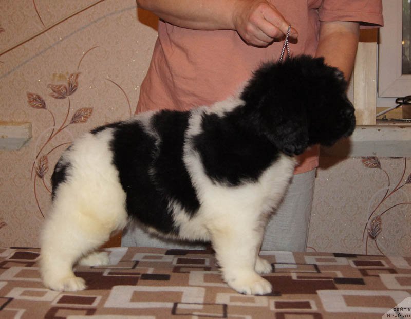 Фото: ньюфаундленд Супер Бизон Маэстро (Super Bizon Maestro)