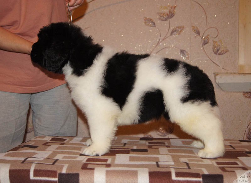 Фото: ньюфаундленд Супер Бизон Маэстро (Super Bizon Maestro)