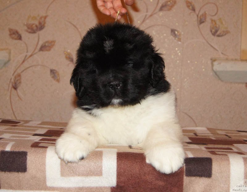 Фото: ньюфаундленд Супер Бизон Маэстро (Super Bizon Maestro)