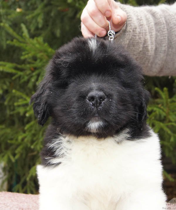 Фото: ньюфаундленд Супер Бизон Маэстро (Super Bizon Maestro)