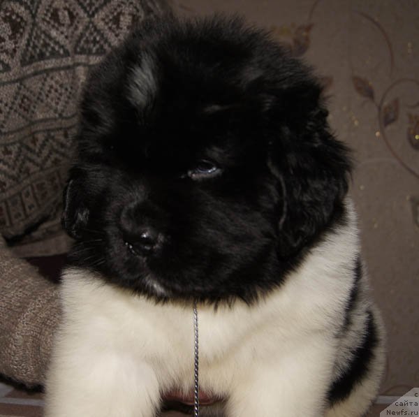 Фото: ньюфаундленд Супер Бизон Маэстро (Super Bizon Maestro)