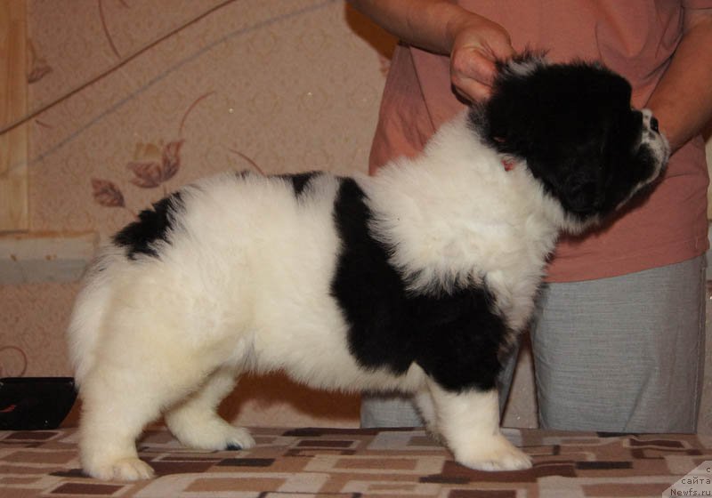 Фото: ньюфаундленд Супер Бизон Мурсиелага