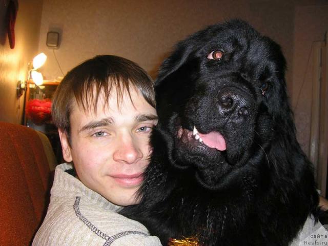 Фото: ньюфаундленд Лесная Сказка Роза Черная, Максим Канунников