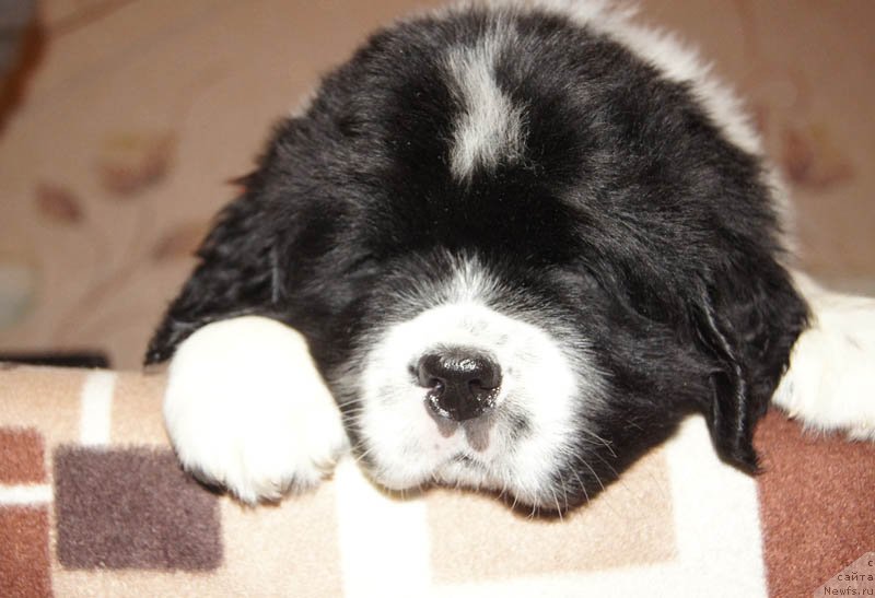 Фото: ньюфаундленд Супер Бизон Мурсиелага