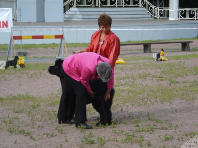 Фото: ньюфаундленд Талула Белл (Talula Bell), Анна Ковалёва