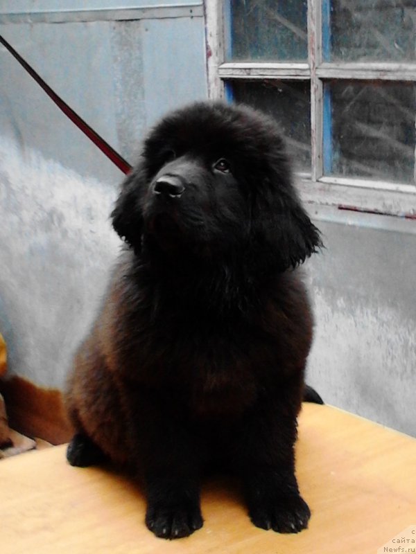 Фото: ньюфаундленд Даанич Восточная Ваниль (Daanich Vostochnaya Vanil)