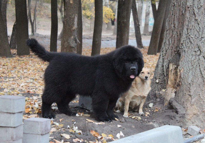 Фото: ньюфаундленд Акватория Келвин Яхтсмен