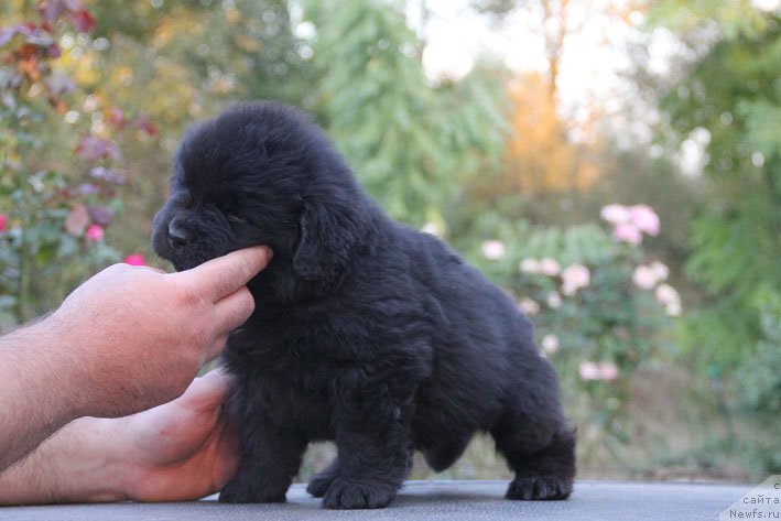 Фотография № 165526