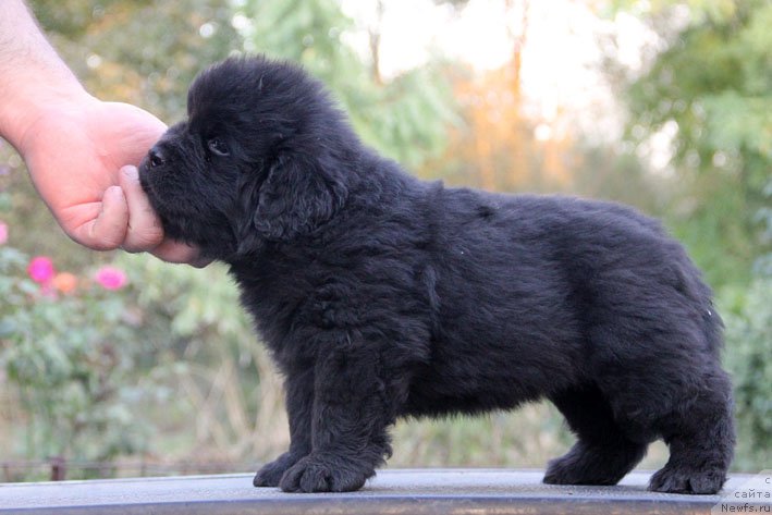 Фотография № 165527