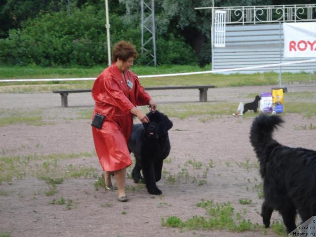 Фото: ньюфаундленд Талула Белл (Talula Bell), Анна Ковалёва
