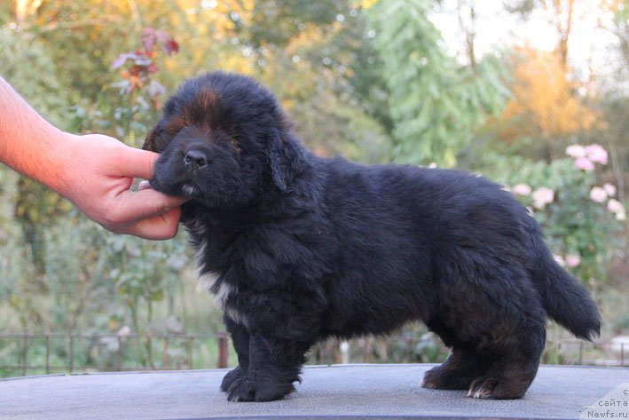 Фотография № 165531