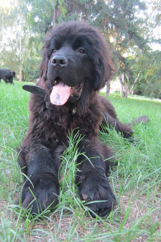 Фото: ньюфаундленд Супер Премиум Порше