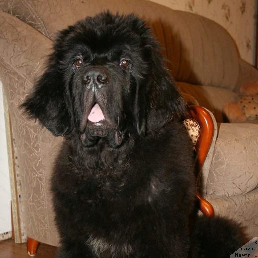 Фото: ньюфаундленд Черная Мафия Шорт анд Свеет (Chernaya Mafia Short and Sweet)