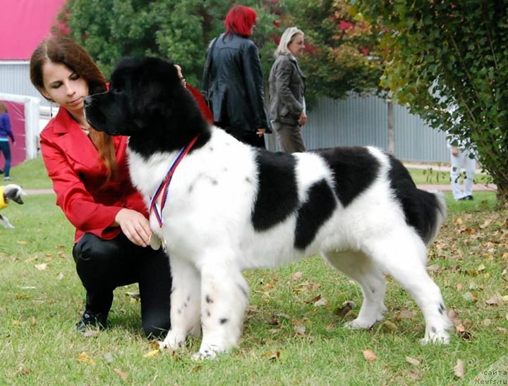 Фото: ньюфаундленд Черная Мафия Зебра Тиме (Chernaya Mafia Zebra Time)