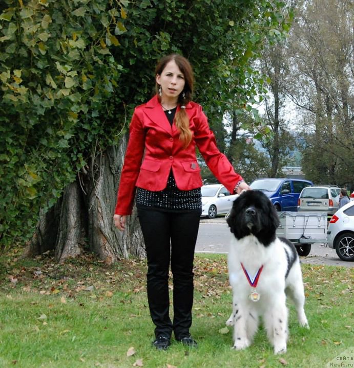 Фото: ньюфаундленд Черная Мафия Зебра Тиме (Chernaya Mafia Zebra Time)