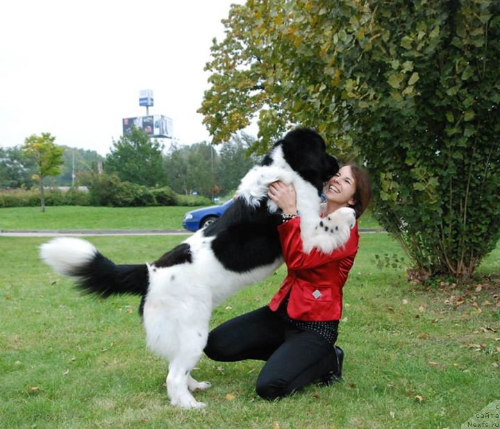 Фото: ньюфаундленд Черная Мафия Зебра Тиме (Chernaya Mafia Zebra Time)