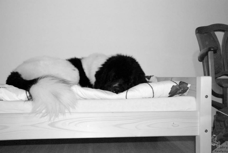 Фото: ньюфаундленд Черная Мафия Зебра Тиме (Chernaya Mafia Zebra Time)