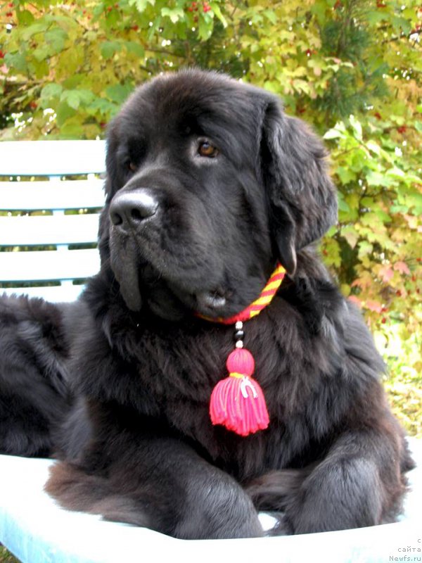 Фото: ньюфаундленд Черная Мафия Маубе Ше Вилл (Chernaya Mafia Maybe She Will)