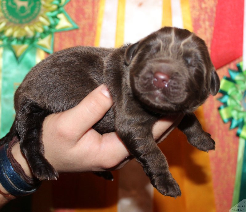 Фотография № 165556