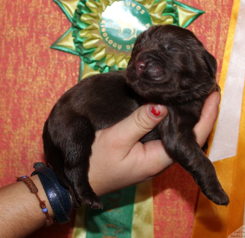 Фотография № 165558