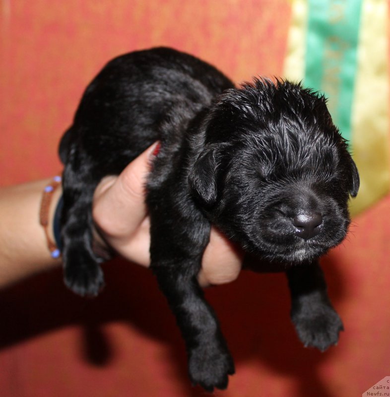 Фотография № 165560