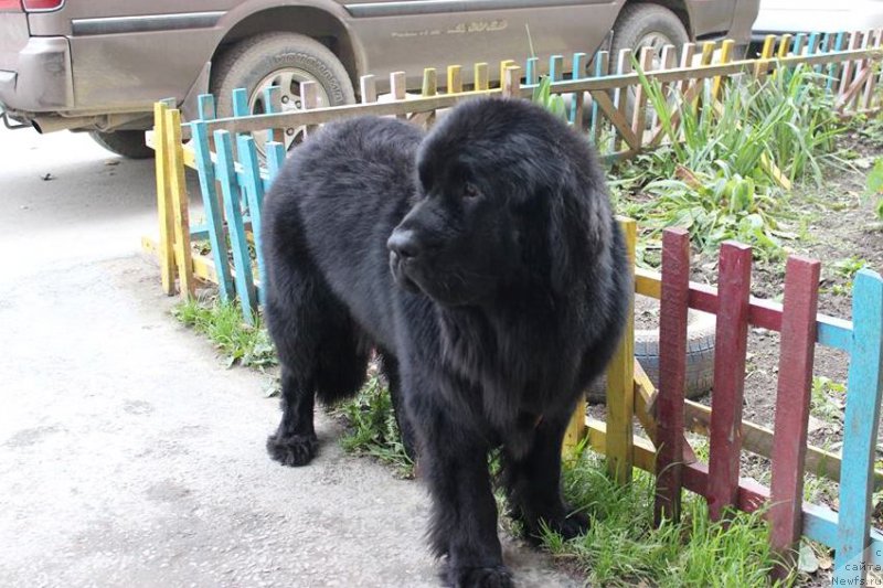 Фото: ньюфаундленд Черная Мафия Маттер оф Тиме (Chernaya Mafia Matter of Time)