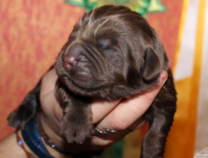 Фотография № 165565