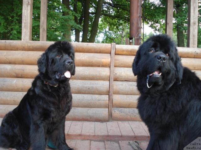 Фото: ньюфаундленд Талула Белл (Talula Bell), ньюфаундленд Смигар Иеремия Ивент Магик (Smigar Ieremiya Ivent Magik)