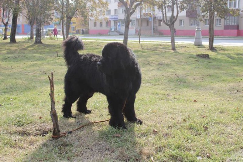 Фото: ньюфаундленд Черная Мафия Маттер оф Тиме (Chernaya Mafia Matter of Time)