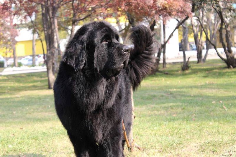 Фото: ньюфаундленд Черная Мафия Маттер оф Тиме (Chernaya Mafia Matter of Time)