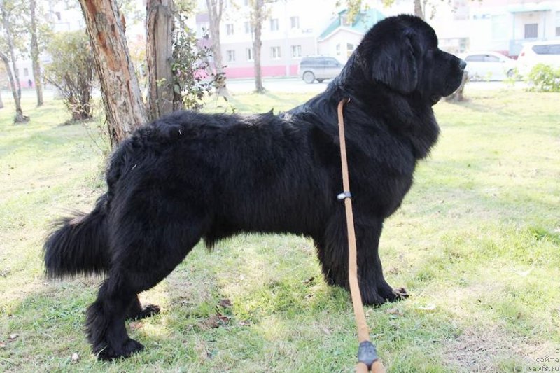 Фото: ньюфаундленд Черная Мафия Маттер оф Тиме (Chernaya Mafia Matter of Time)