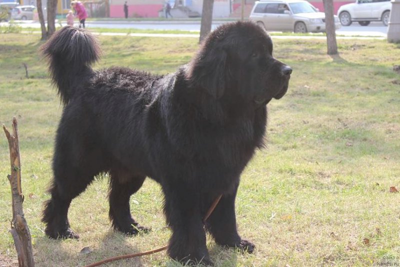 Фото: ньюфаундленд Черная Мафия Маттер оф Тиме (Chernaya Mafia Matter of Time)