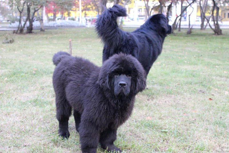 Фото: ньюфаундленд Черная Мафия Ше ис а Ладу (Chernaya Mafia She is a Lady)