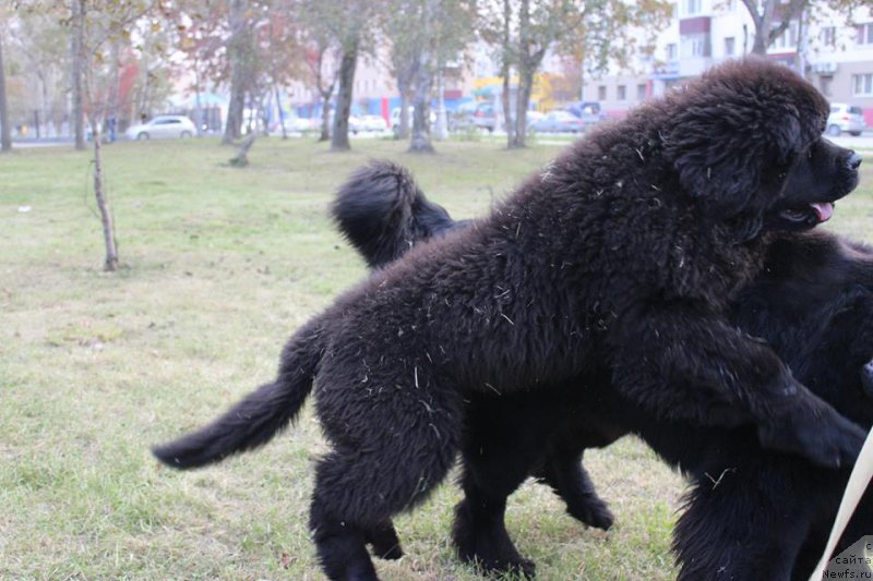 Фото: ньюфаундленд Черная Мафия Ше ис а Ладу (Chernaya Mafia She is a Lady)