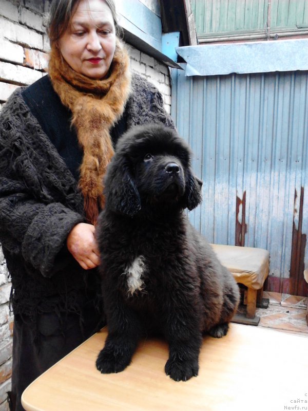 Фото: ньюфаундленд Даанич Веселый Роджер