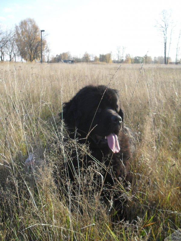 Фото: ньюфаундленд Бегущая по Волнам Царица Савская