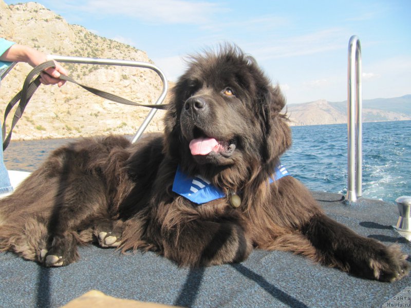 Фото: ньюфаундленд Мелти Вейв Марин Тифея (Melty Wave Marine Tifeya)