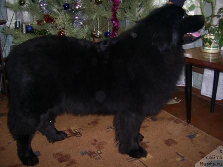 Фото: ньюфаундленд Лесная Сказка Руслана