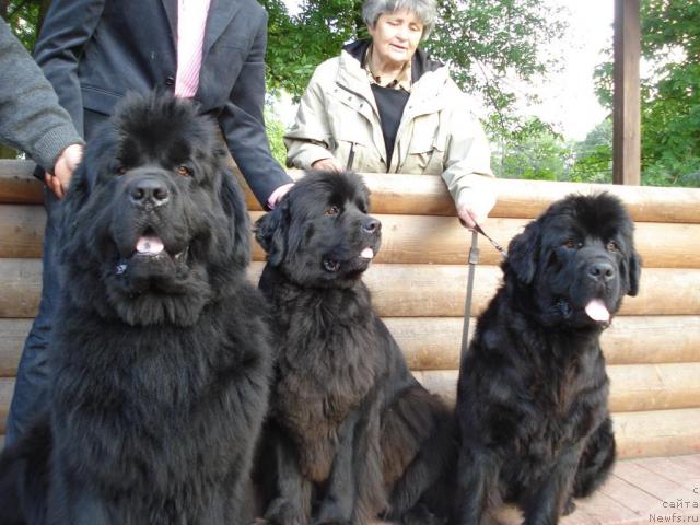 Фото: ньюфаундленд Смигар Иеремия Ивент Магик (Smigar Ieremiya Ivent Magik), ньюфаундленд Смигар Иксия Истома, ньюфаундленд Талула Белл (Talula Bell)
