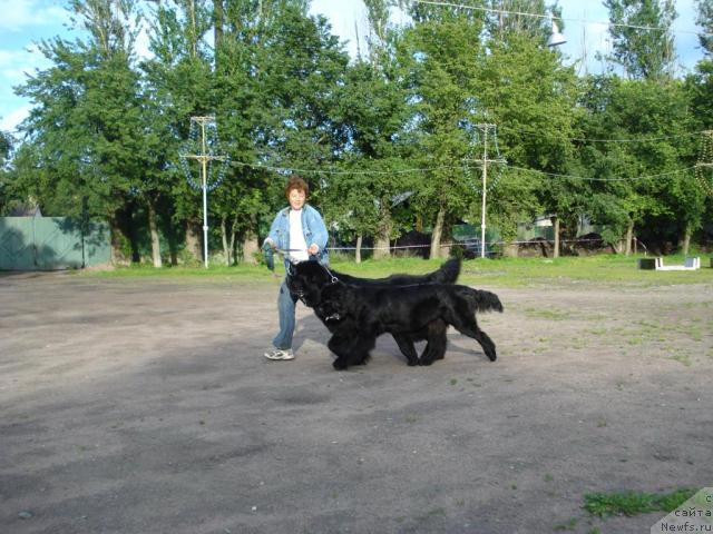 Фото: Анна Ковалёва, ньюфаундленд Смигар Иеремия Ивент Магик (Smigar Ieremiya Ivent Magik), ньюфаундленд Талула Белл (Talula Bell)