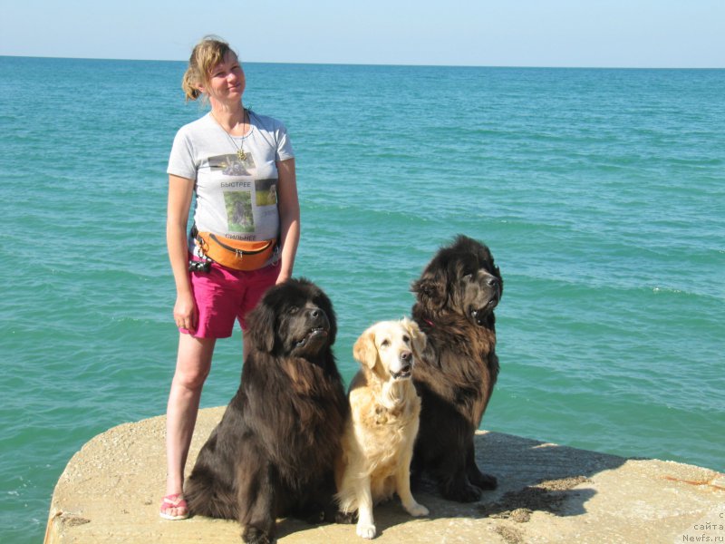 Фото: ньюфаундленд Мелти Вейв Марин Тифея (Melty Wave Marine Tifeya), Анна Петрушкина, Лиса, ньюфаундленд Дюрбахлер Клаб Альфаретта Виньетта