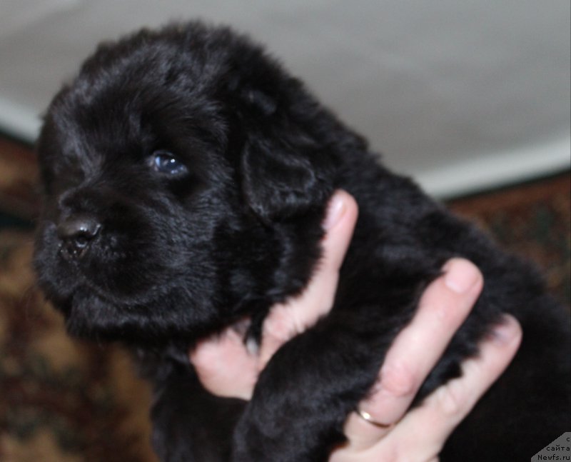 Фото: ньюфаундленд Фиаметтахауз Монако Принцесс (Fiamettahauz Monaco Princess)