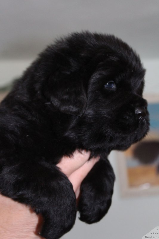 Фото: ньюфаундленд Фиаметтахауз Монако Принцесс (Fiamettahauz Monaco Princess)