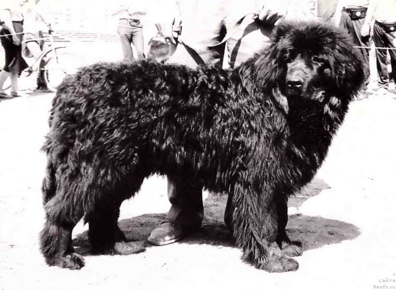 Фото: ньюфаундленд Гризли Палви оф Лайф Сейвер