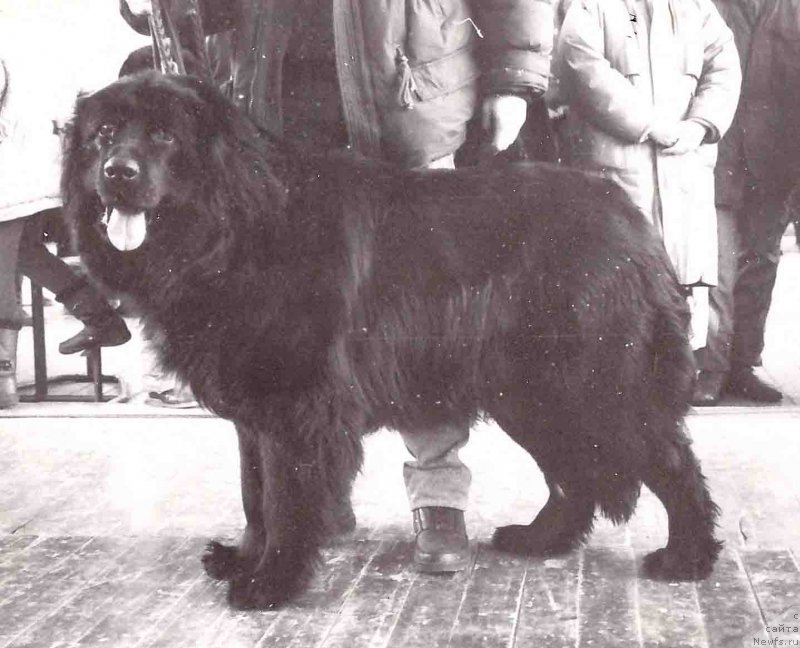 Фото: ньюфаундленд Найт Мист Рэймонд