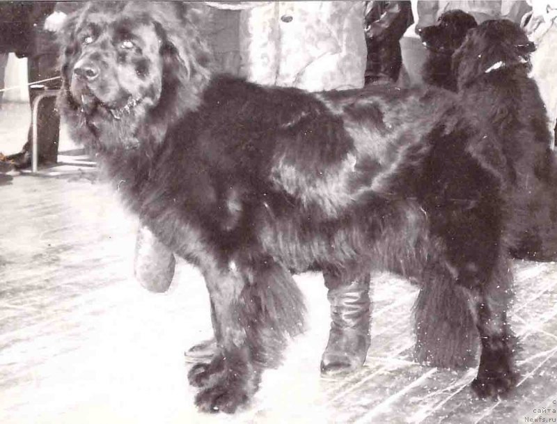 Фото: ньюфаундленд Ярнелла Сейвер