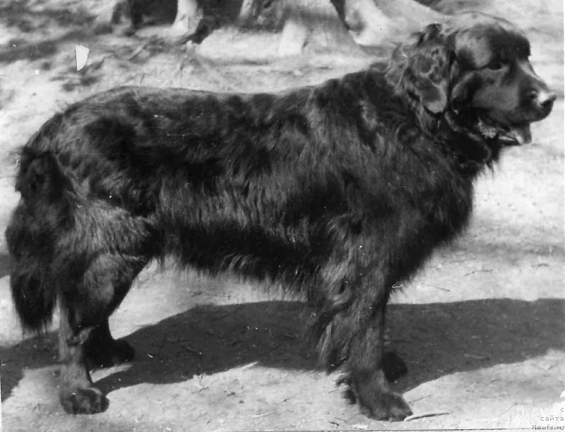 Фото: ньюфаундленд Дисней Бей