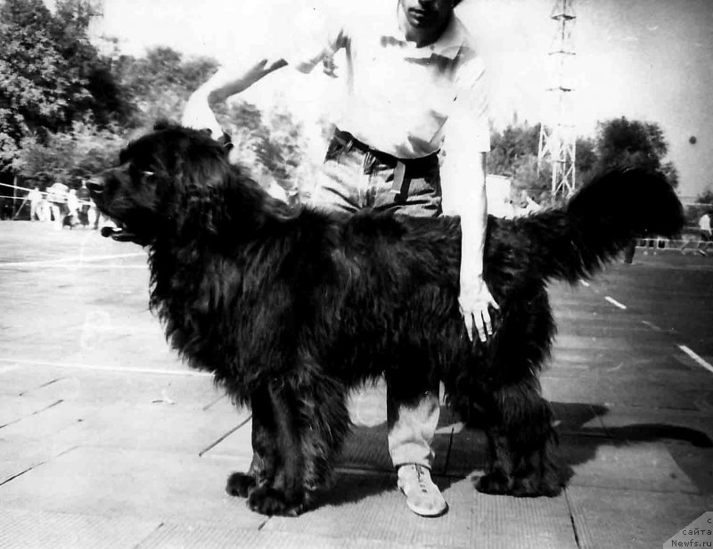 Фото: ньюфаундленд Шах Дилор