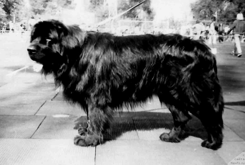 Фото: ньюфаундленд Шер Шегги