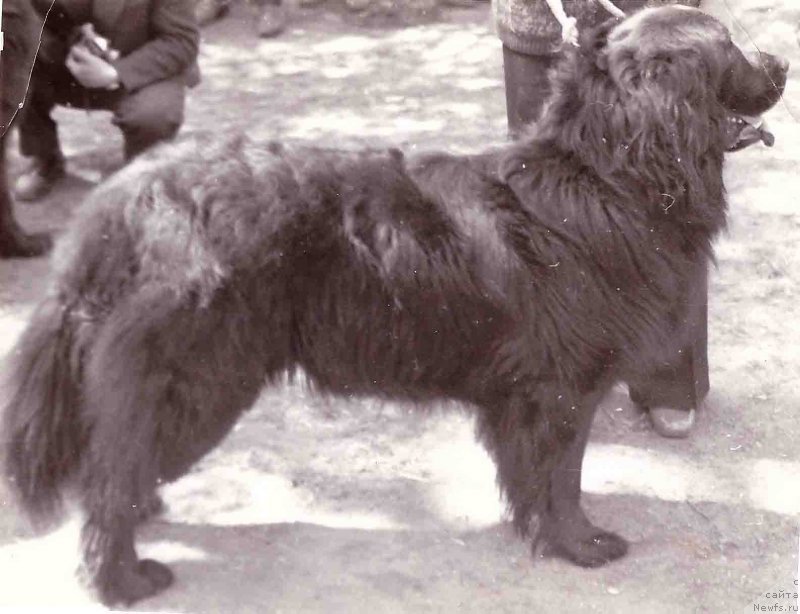 Фото: ньюфаундленд О'Лейзи Чеп